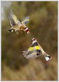 Chardonnerets Prise de becs